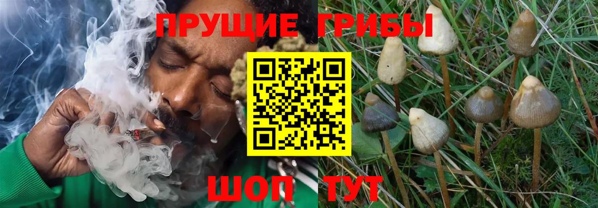 Псилоцибиновые грибы прущие грибы Сертолово