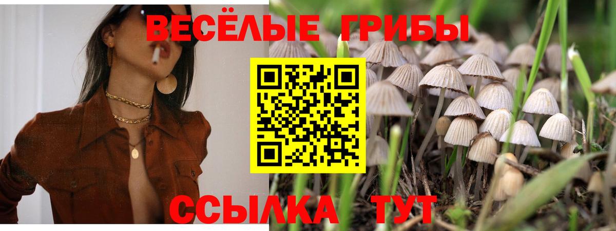 хочу   Вход с VPN  Сертолово  Псилоцибиновые грибы ЛСД 